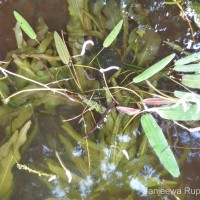 Aponogeton crispus Thunb.